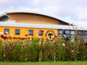 Supporting image for story: Wolves bring wildlife rushing back to their training ground in 'One Pack, One Planet' green drive