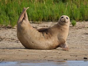 Supporting image for story: Thousands of seals counted in Thames Estuary ‘shows habitat is still healthy’