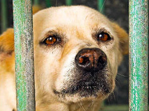 Supporting image for story: Hidden cameras to trap Ludlow dog mess dumpers