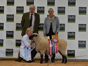 Supporting image for story: Entries back to pre-pandemic levels at the National Show and Sale of Shropshire sheep 