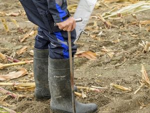 Supporting image for story: Growers advised to test soils immediately after harvest