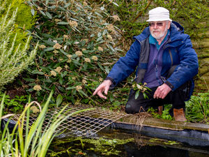 Supporting image for story: Frogs overrunning gardener's wildlife haven 'being driven from breeding ground by development'