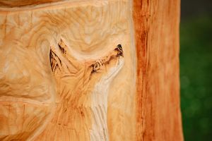 A fox is one of the features