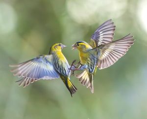 Two birds can be seen getting into a flap after an angry blackcap karate kicked a greenfinch in the beak