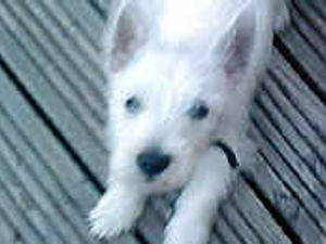 Supporting image for story: Great gran in plea to find missing dog