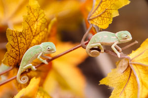 Four of the chameleons were born, to the surprise of zoo staff
