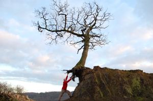 The Flying Oak of Llanyblodwel 