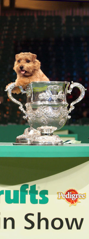Cracknor Cause Celebre Norfolk Terrier in 2005. Credit Lisa Croft-Elliott and the Kennel Club