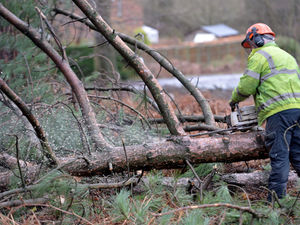 Supporting image for story: 'Good progress' being made on Cannock Chase tree felling