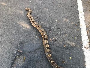 Supporting image for story: Six-foot boa constrictor with fractured jaw dies after being abandoned in country lane
