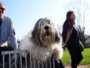 Supporting image for story: In Pictures: Pawsitively fetching display as dogs arrive for day one at Crufts