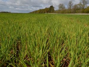 Supporting image for story: Spotlight to shine on crop trials as arable event heads to Shropshire border