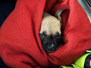 Supporting image for story: Meet Solo the puppy who was rescued during arrest at Wolverhampton shop