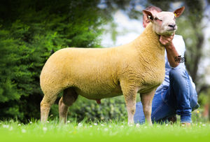Edstaston Dakota sold for 14,000gns setting a new centre record at the Carlisle Supreme Sale