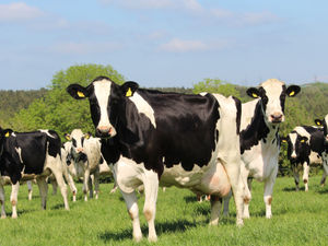 Supporting image for story: Top Holstein herds retain places in NMR annual report