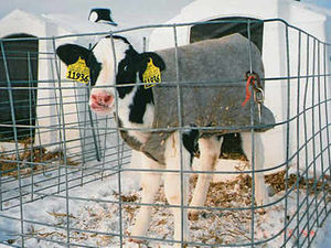 Supporting image for story: Farming Talk: Calves facing their toughest  fight to survive