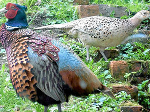 Supporting image for story: Love soothes savage pheasant Phil