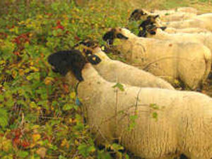 Supporting image for story: Sheep taken by rustlers