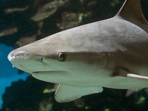 Supporting image for story: New quest to find missing shark teeth at SeaLife Centre Birmingham