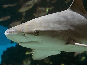 Supporting image for story: New quest to find missing shark teeth at SeaLife Centre Birmingham