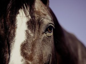 Supporting image for story: Horseriding centre loses appeal to keep house for workers