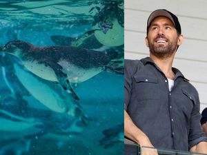 Supporting image for story: ‘Vulnerable’ penguins named after Wrexham AFC owners take first swim at zoo