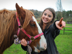 Supporting image for story: Sedgley animal sanctuary launches fundraising appeal ahead of winter