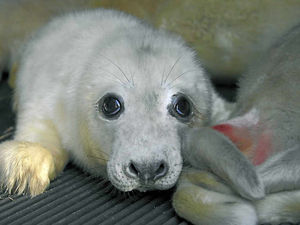 Supporting image for story: When human rights go wrong.