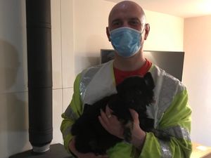 Supporting image for story: Tiny puppy cut free by fire crews after getting head stuck in basket