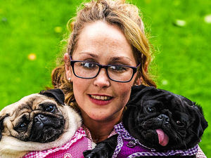 Supporting image for story: Pug life for Shropshire's Elsie and Clio