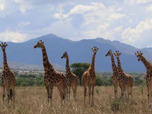 Supporting image for story: Major new assessment recognises four separate giraffe species for the first time
