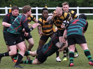 Supporting image for story: Hornets are back and buzzing!