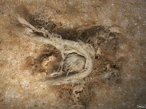 Supporting image for story: Scientists discover ancient yarn made by Neanderthals at least 40,000 years ago