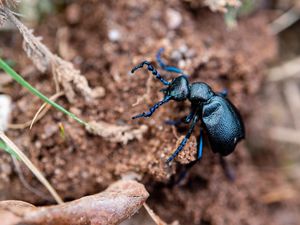 Supporting image for story: Heathland restoration hailed a success as rare species returns to Kinver Edge