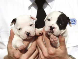 Supporting image for story: Puppy farms increase 12-fold in Shropshire