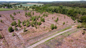 Tree felling in progress