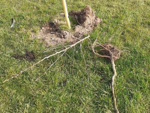 Supporting image for story: 'Idiots': Young apple trees torn up at orchard planted in memory of Covid victims