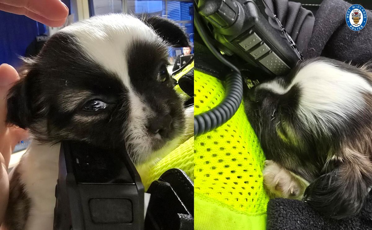 Look: Adorable Stechie re-united with Birmingham owner - and puppys mum - just in time for Christmas after police investigation