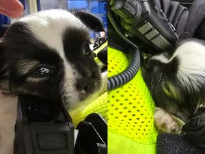Supporting image for story: Look: Adorable 'Stechie' re-united with Birmingham owner - and puppy's mum - just in time for Christmas after police investigation