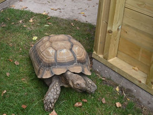 Supporting image for story: Man sentenced for running multi-million-pound exotic pet business after hundreds of animals found in squalid conditions