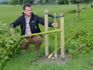 Supporting image for story: Seventy trees targeted in vandal and theft attack