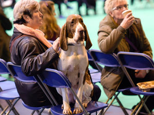 Supporting image for story: Crufts 2018: 10 barking mad facts about the Birmingham event