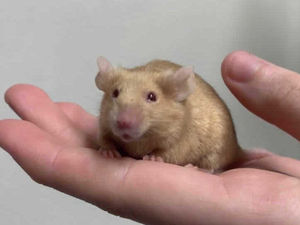 Supporting image for story: Rescue mice are looking for homes in Shropshire