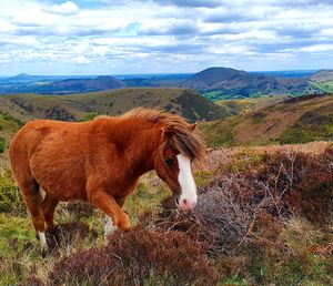 One of the wild horses