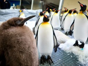 Supporting image for story: Huge penguin chick at Australian aquarium becomes social media sensation