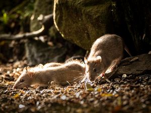 Supporting image for story: Rats avoid actions that cause pain to fellow rodents – study