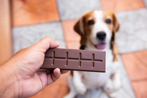 Supporting image for story: Show your dog some love and don’t let them eat chocolate on Valentine’s Day