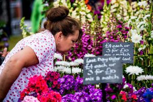 Supporting image for story: Gallery: Shrewsbury Flower Show 2016 - another sweet smelling year