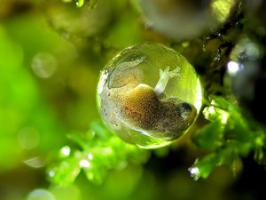 Supporting image for story: 13 marvellous images from the Royal Society of Biology’s amateur photography competition