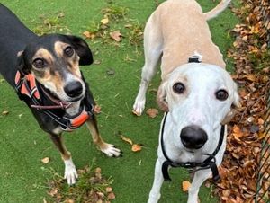 Rocco (left) and Tess